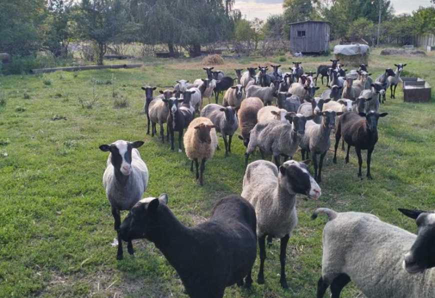 Здоровий старт для молодняку