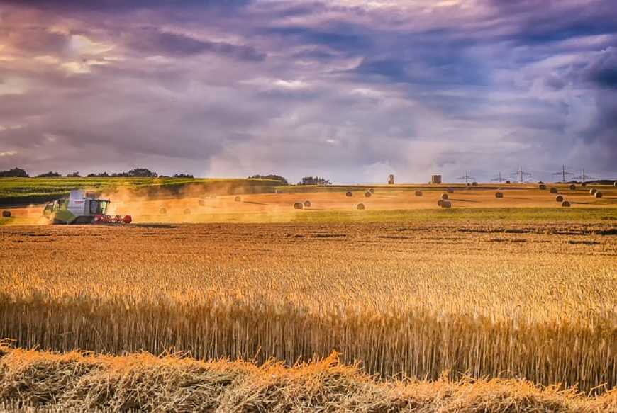 Виробництво агропродукції в Україні знизилося на 11%