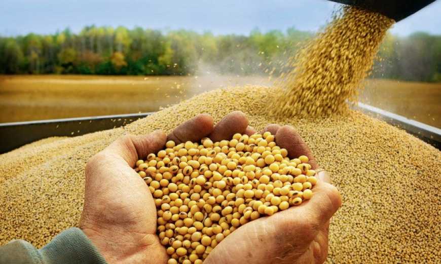 USDA підвищила прогноз світового виробництва сої у сезоні 2020/21