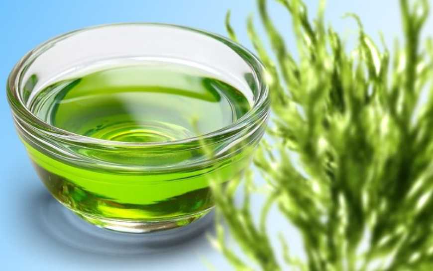 Олія з водоростей: до 2030 року світове виробництво може зрости на 80%