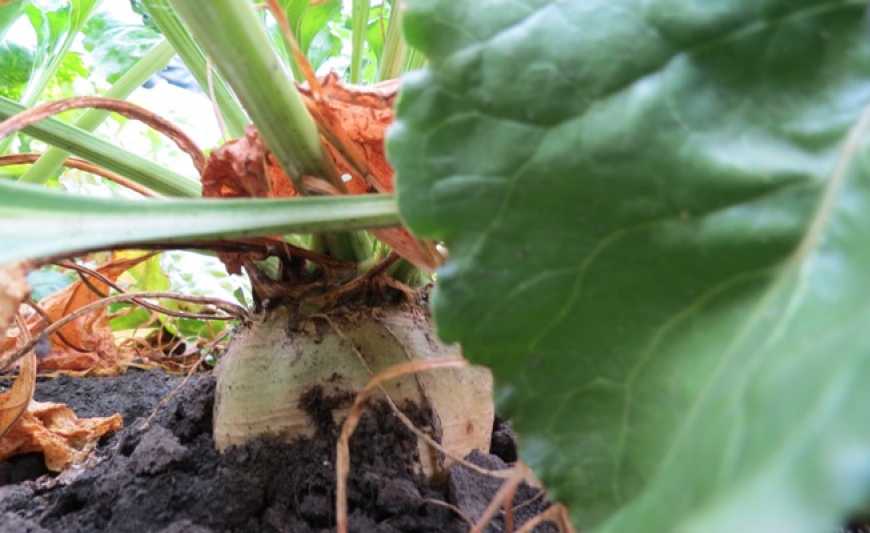 ALFA Smart Agro – партнер конгресу Sugar World 2018