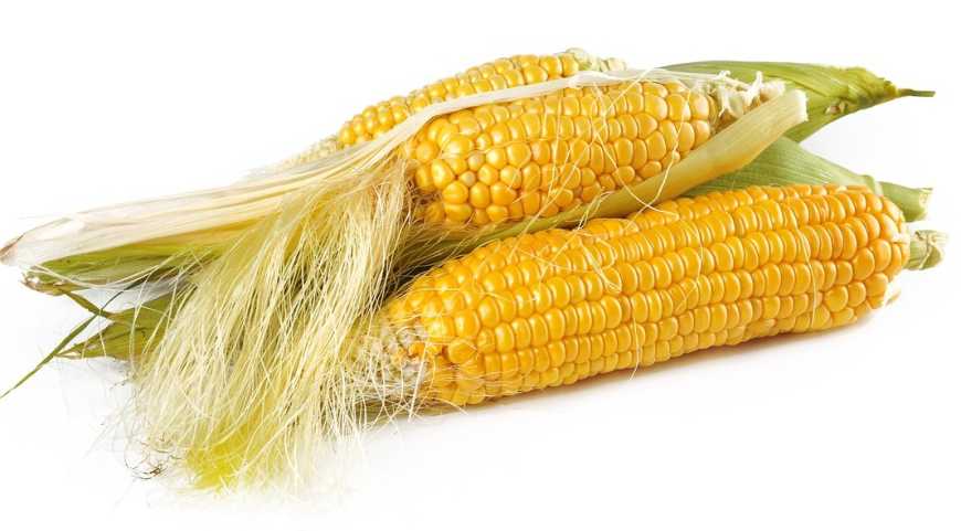 Що таке Bt-кукурудза, і чим вона страшна для шкідників та експортерів