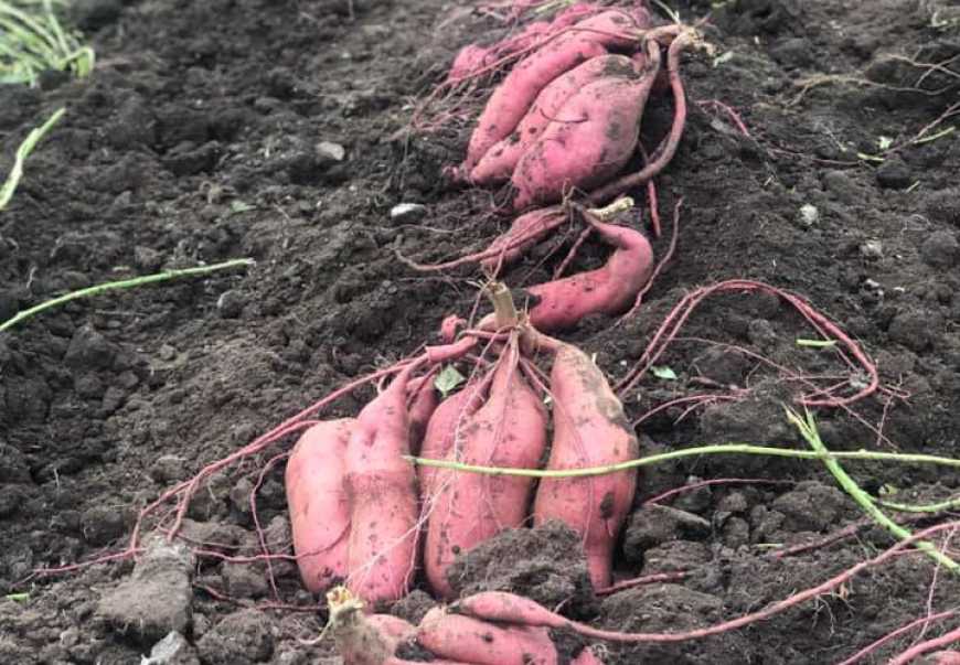 На Одещині фермери відмовляються від вирощування батату