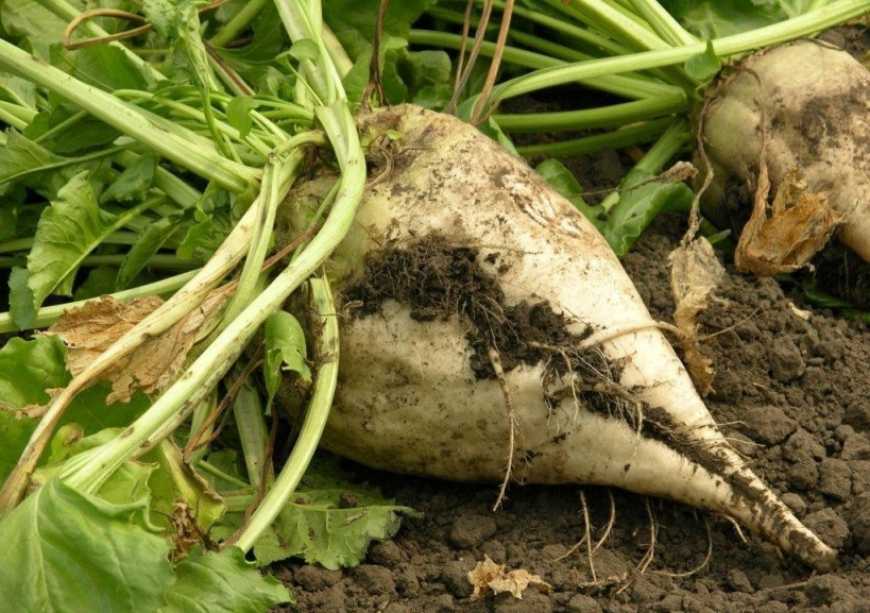 Відтепер Україна може постачати насіння цукрових буряків на ринок ЄС