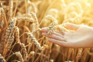 USDA знизило прогноз урожаю пшениці