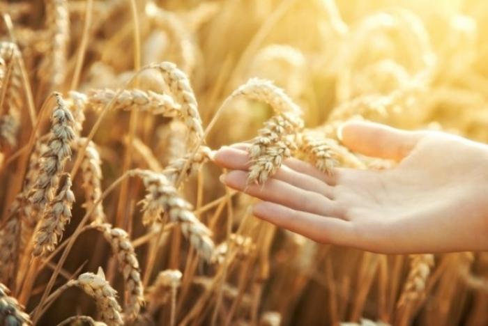 USDA знизило прогноз урожаю пшениці