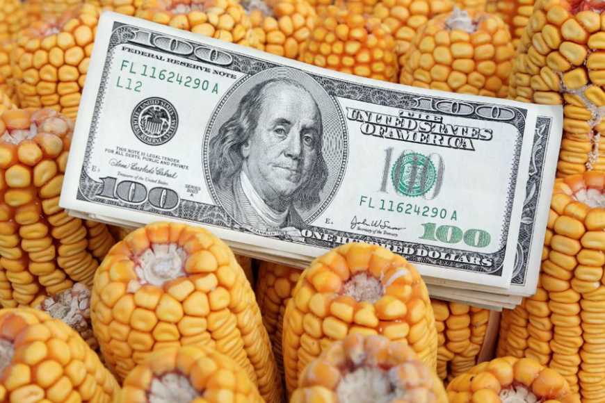 Ринок кукурудзи: українські фермери різко зменшили продажі кукурудзи