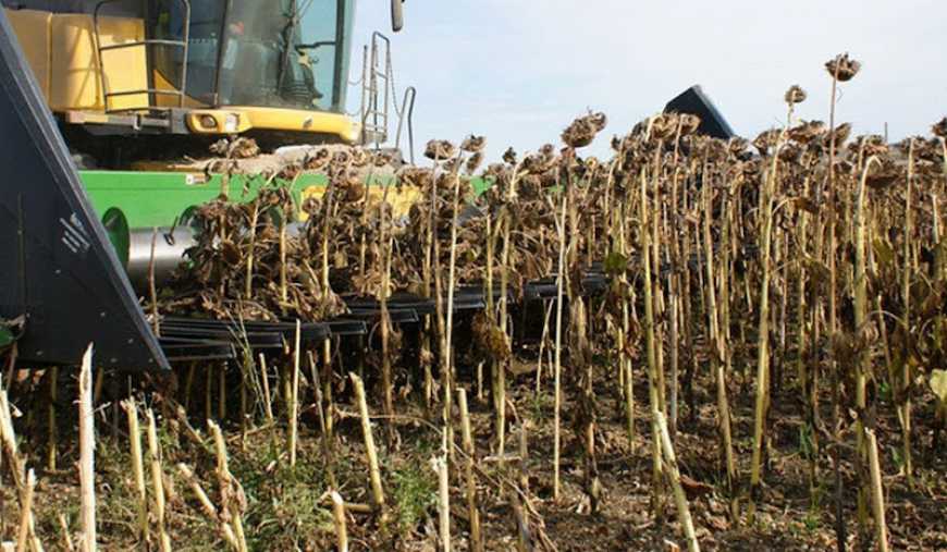 Жнива-2025: в Україні майже завершено збирання соняшнику