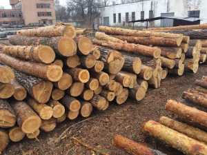 ЄС може піти на поступки в питанні зняття мораторію на експорт лісу-кругляка