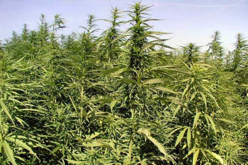 В Україні площі технічних конопель перевищили 3 тис. га