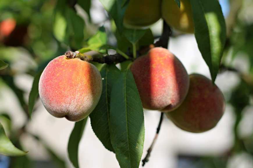 Господарство на Одещині замість сливи вирощує столовий виноград і персик