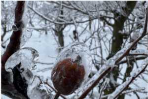 Фермер розповів, як захистити сад від обледеніння