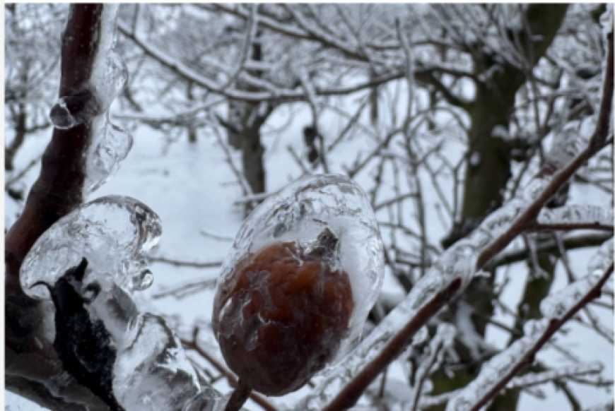 Фермер розповів, як захистити сад від обледеніння