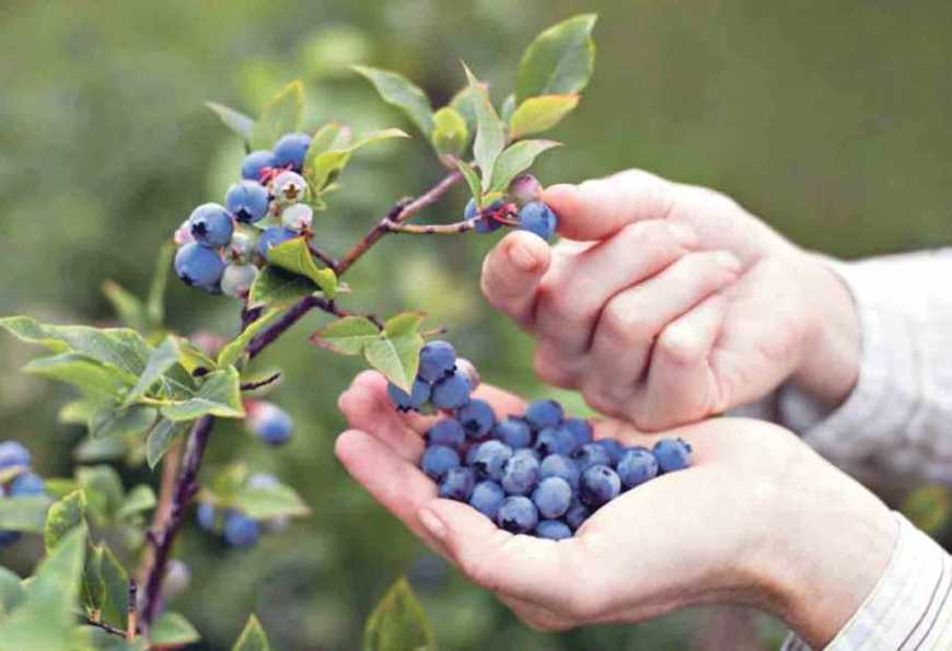 На Київщині почали вирощувати лохину на гідропоніці
