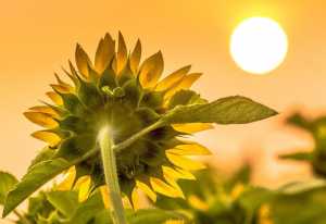 Соняшник: як збільшити валові збори олійного насіння