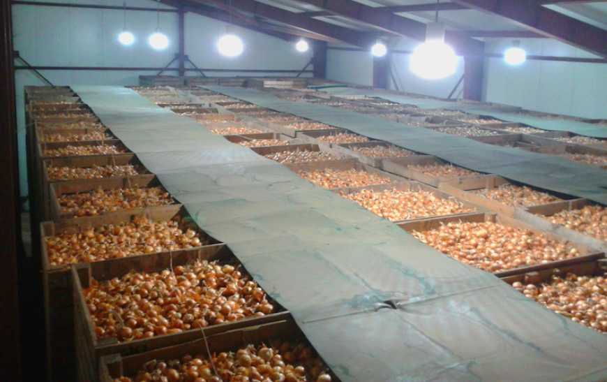 Овочесховища необхідно будувати у кожній області України – Коваль