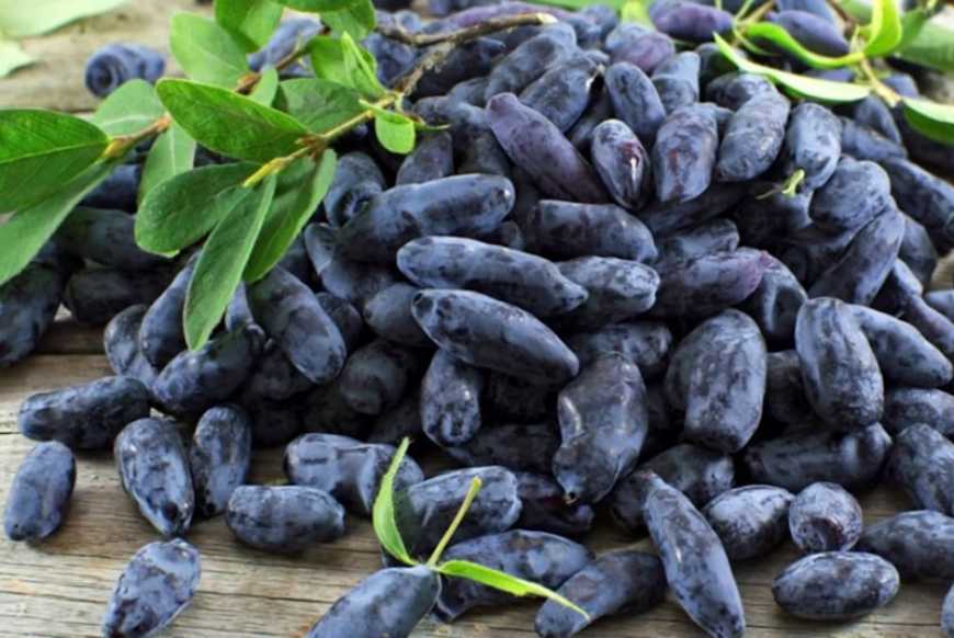 В Україні розпочався сезон збору жимолості