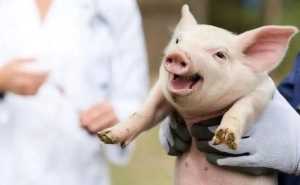 FAO проти міфів: вакцини від АЧС &ndash; науковий прорив, а антивакцинаторство шкодить свинарству