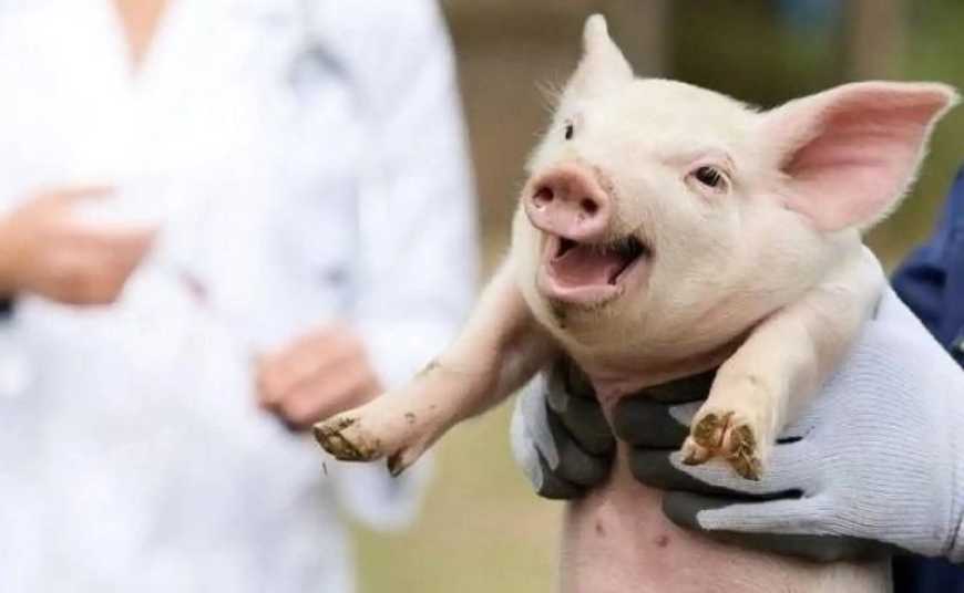 FAO проти міфів: вакцини від АЧС &ndash; науковий прорив, а антивакцинаторство шкодить свинарству