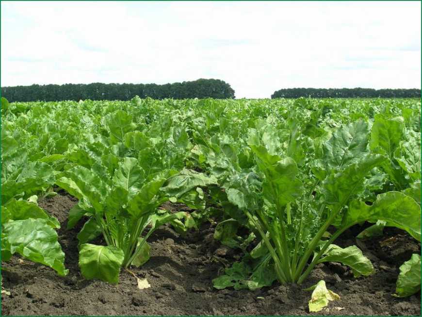 13 тисяч гектарів вже засіяли цукровими буряками