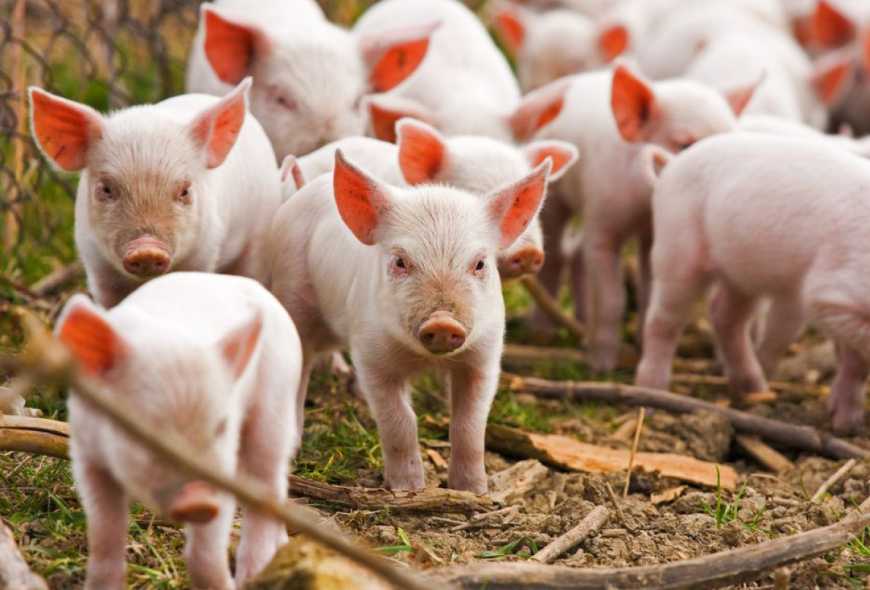 Цьогоріч KSG Agro оновить поголів&#039;я свиней понад 3,5 тис. свиноматок