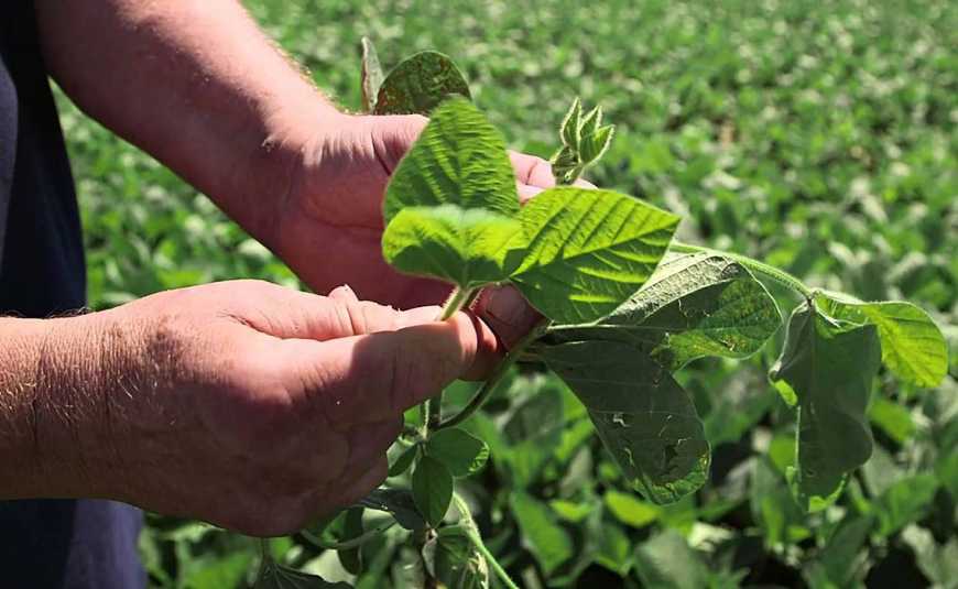 Загрози спекотного літа: контролюємо павутинного кліща