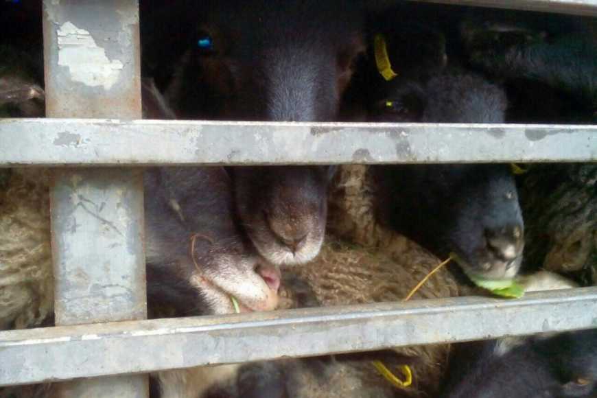 Історія з вівцями змусила Держпродспоживслужбу змінити правила перевезення тварин