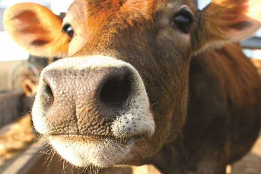 Україна буде імпортувати живих тварин та продукцію тваринництва за новими правилами