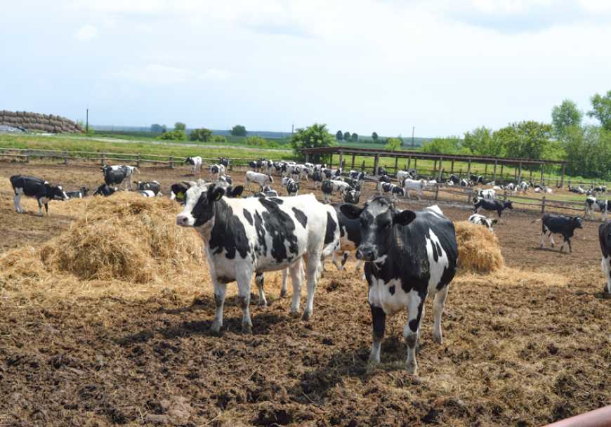 Причини зниження відтворної здатності корів і методи її поліпшення