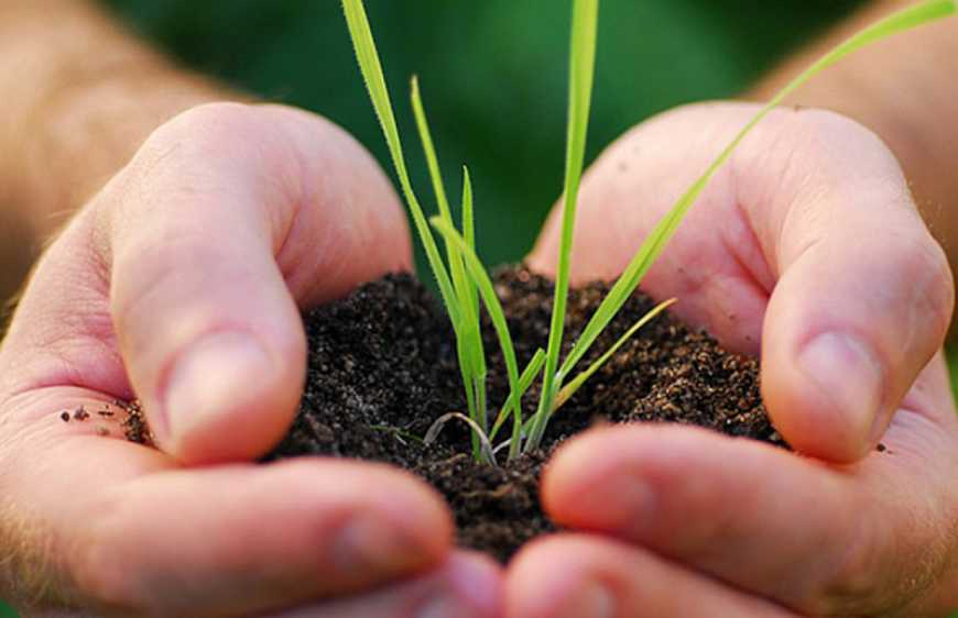 В Україні планують надавати держпідтримку зі страхування сільгосппродукції