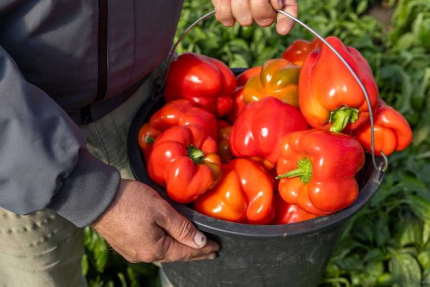 На Дніпропетровщині підприємець із Донеччини відновив тепличний бізнес