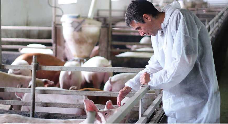 Стартував перший раунд безкоштовних лабораторних досліджень для двадцяти свиногосподарств