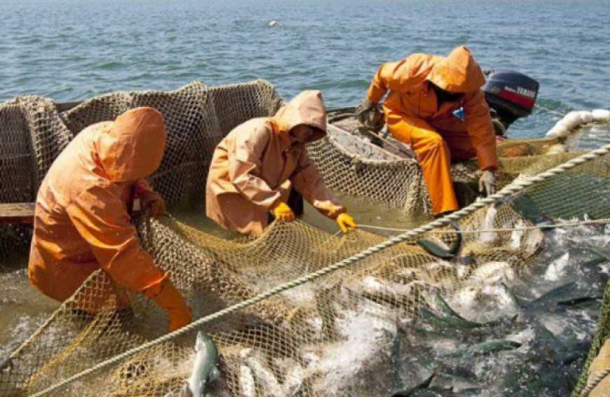 Промисловий вилов риби у водосховищах Дніпра збільшився на 13%