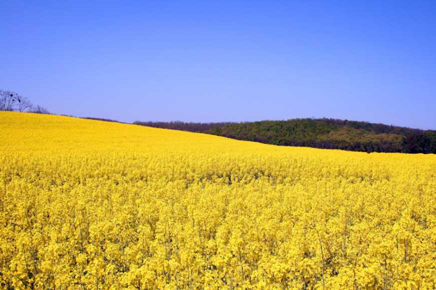 Corteva Agriscience представляє українським аграріям інноваційні гібриди озимого ріпаку