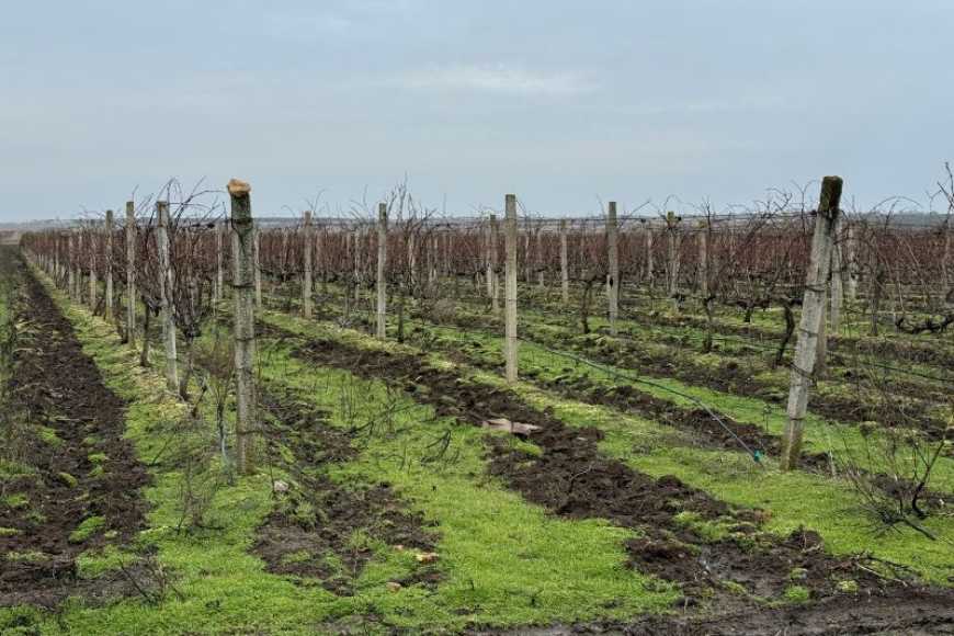 На Миколаївщині винороб відновлює виноградники після обстрілів