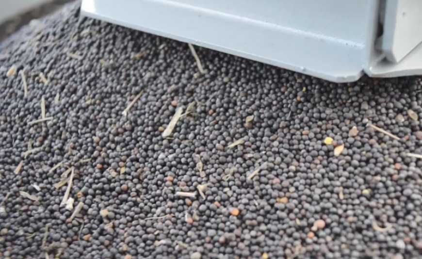 Аналітики USDA прогнозують зростання переробки ріпаку в Україні