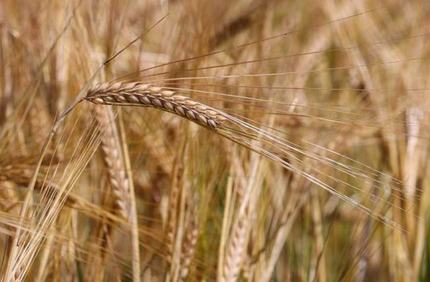 Вже 6 областей зібрали озимий ячмінь