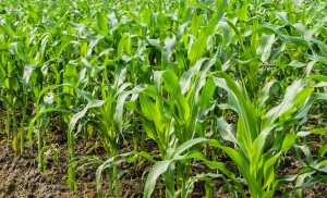 Застосування гербіцидних препаратів у посівах кукурудзи