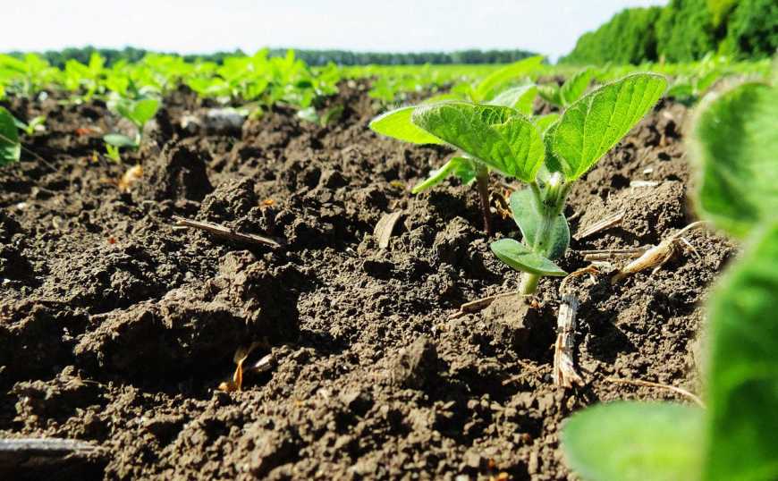 Посівні площі під сою в Україні продовжують скорочуватися