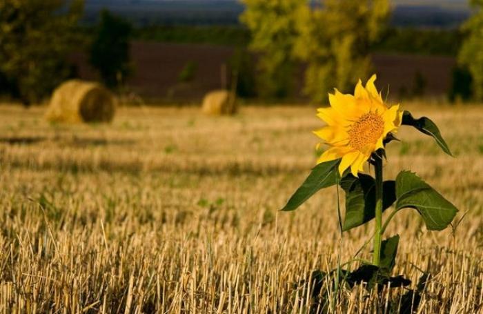 Рішення щодо зміни режиму оподаткування експортних поставок олійних культур може призвести до непередбачуваних наслідків, – Леонід Тулуш
