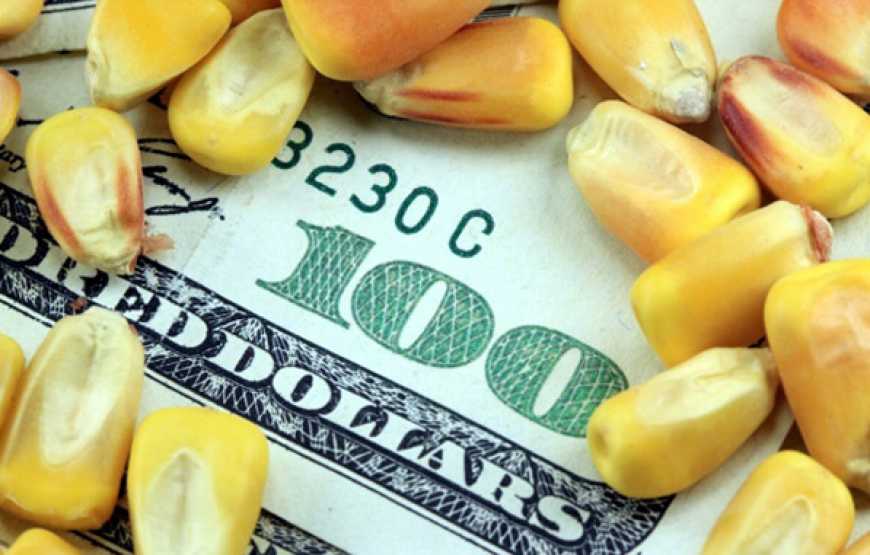У сезоні 2025/26 експорт кукурудзи з України перевищив 9 млн тонн
