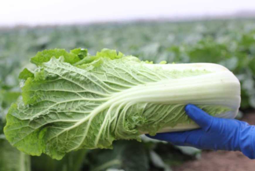 Заради пекінської капусти фермер з Одещини повністю відмовився від вирощування традиційних овочів