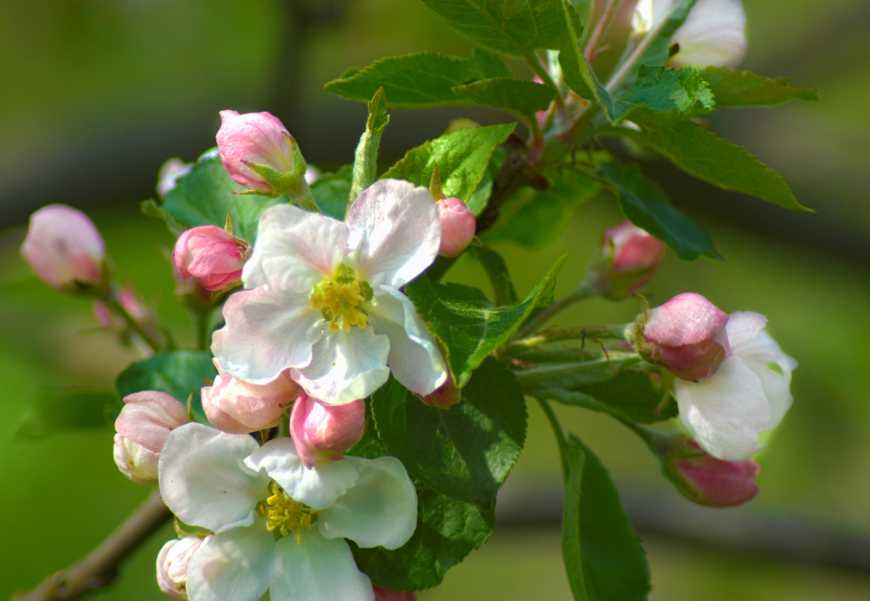Додаткові фунгіцидні обробки збережуть врожай плодових