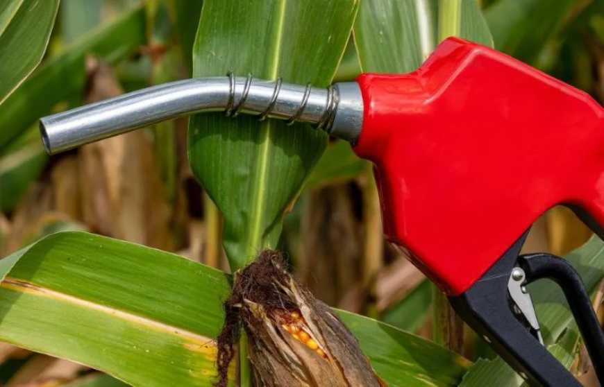 Біоетанол: Україна може зіткнутися з профіцитом потужностей