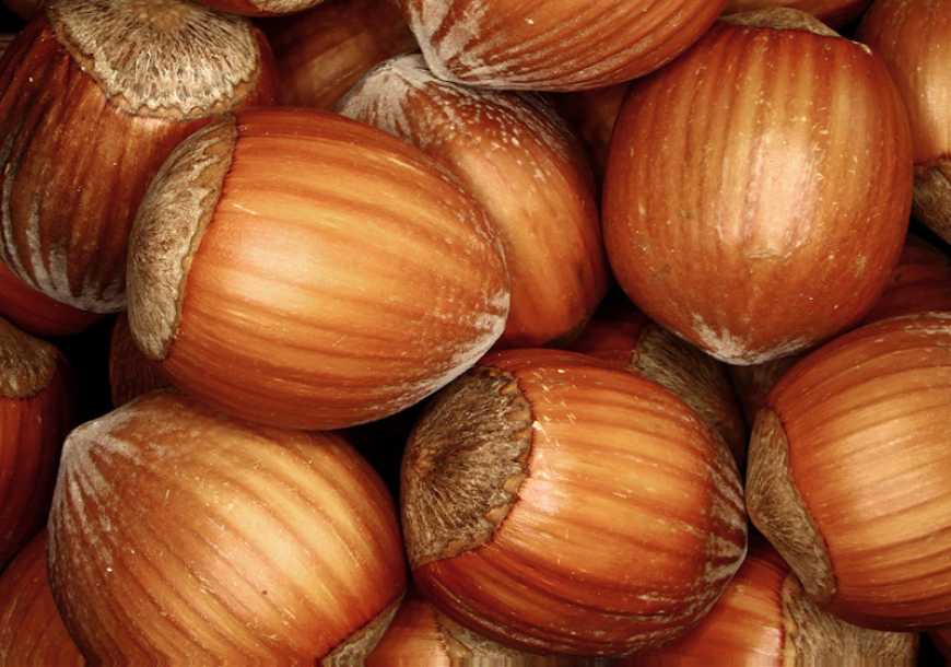 На Київщині збирають до десяти кілограмів фундука з одного дерева