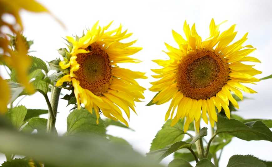 Чотири поради для агрономів, які планують весняні посіви соняшнику