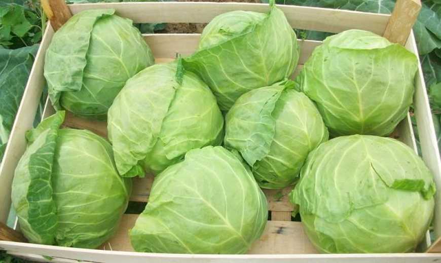 На українському ринку продовжує дорожчати білоголова капуста