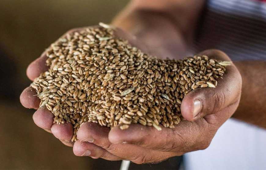 На Херсонщині не працює жоден елеватор &ndash; очільник ОДА