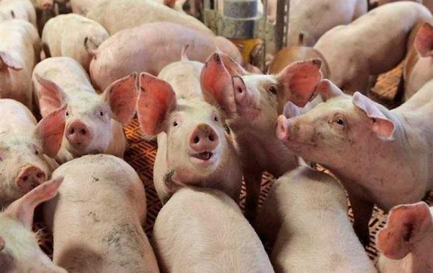 Ринок живця: ціни в Україні дещо знизяться