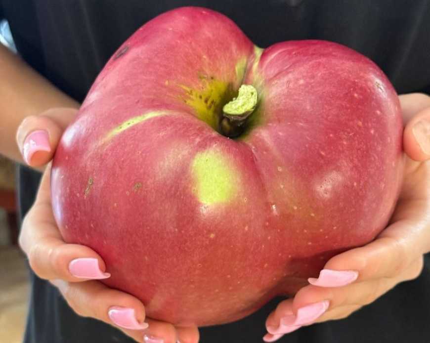 Киянин виростив найбільше в Україні яблуко